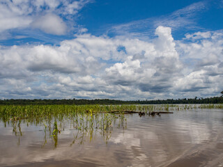 Plant, South America © Mirek