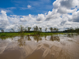 Plant, South America © Mirek