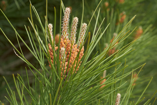 Close-up View Of Virginia Pine Needles. Pinus Virginiana. Front View.