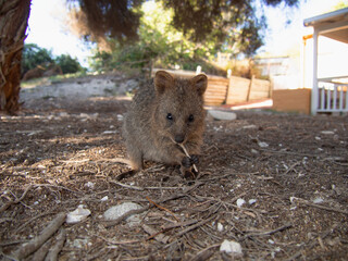 野生のクオッカワラビー　パースのロットネストアイランドにて