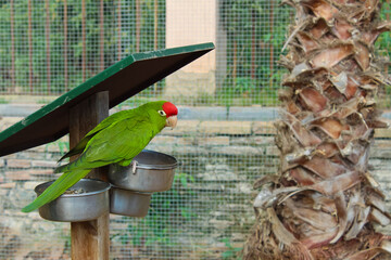 Selective focus shot of mitred parakeet (psittacara mitratus) perched on a metal bowl