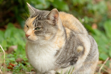 春の日差しの中、庭で気持ちよさそうに日向ぼっこする猫。