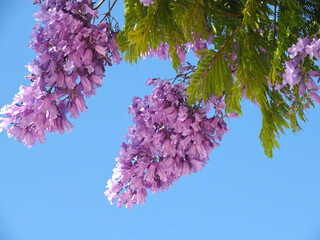 Purple blossoms of a Jacaranda tree, black poui, with blue sky