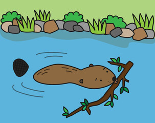 泳いで木の枝を運ぶビーバー © mpl