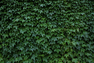 Wallpaper Green Ivy leaves