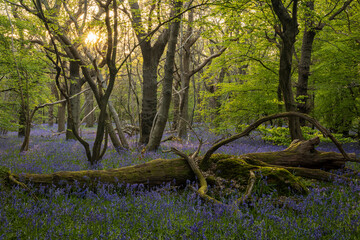 Sun setting through the trees in bluebell woodland on the low weald Polegate East Sussex south east...