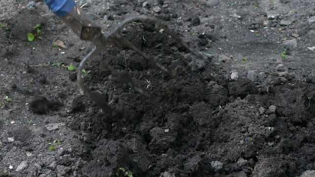 Close up of digging spring soil with spading fork preparing it for new sowing season.Garden work. 4k.