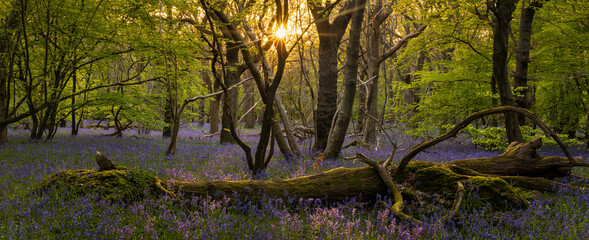 Sun setting through the trees in bluebell woodland on the low weald Polegate East Sussex south east...