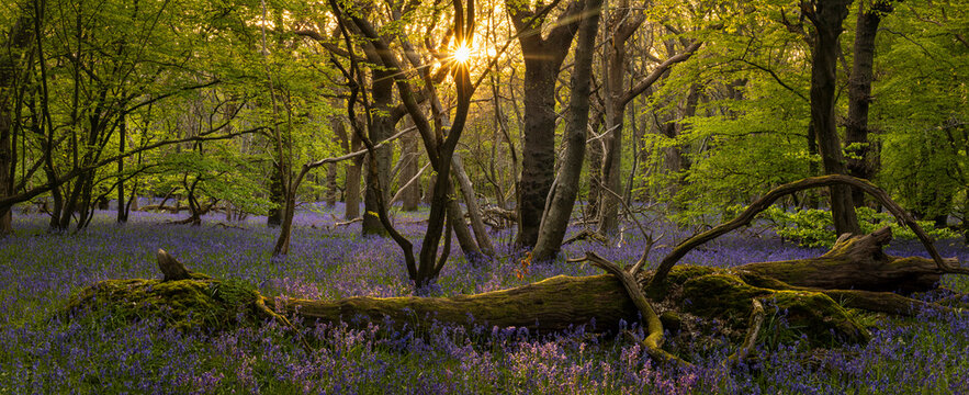 Sun setting through the trees in bluebell woodland on the low weald Polegate East Sussex south east England
