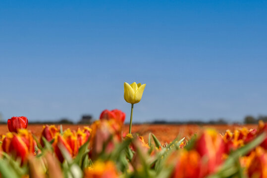 Julianadorp, the Netherlands. May 7, 2021. One of a kind. A close up of a yellow tulip amongst a field of orange tulips near Julianadorp.