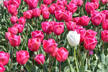 Julianadorp, the Netherlands. May 7, 2021. A field of violet tulips with one with tulip near Julianadorp, the Netherlands.