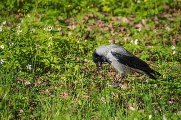 Naklejka premium The crow looks open at the ground. Open beak.......