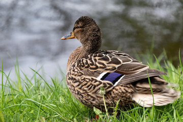 The duck mom looks in the water....