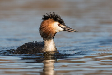 Great Crested Grebe (Podiceps cristatus) swims in natural habitat.

Photographed in the Netherlands.