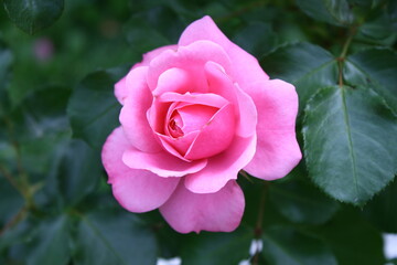 Pink rose in garden