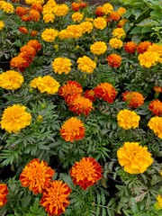 Beautiful orange Marigold flowers, amazing spring flowers of marigold bush, spring flora and flora at plantation.