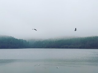 birds on the lake