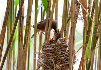 mother bird feeding joung birds in the nest
