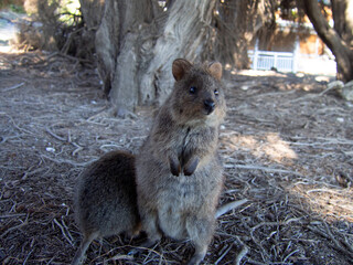 野生のクオッカワラビー　パースのロットネストアイランドにて