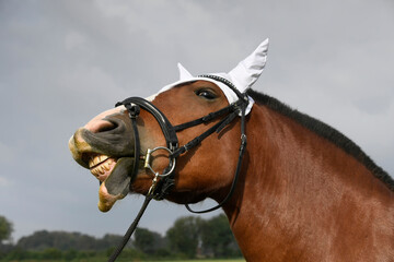Obraz premium portrait of a horse