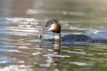 Great crested grebe (Podiceps cristatus) feeds its young a fish.

The parents of four young grebes take good care of them! They regularly bring a fish.

Photographed in the Netherlands.