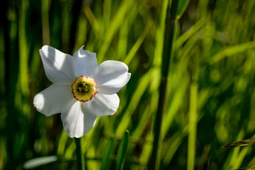 Fensteraufkleber white narcissus flower © Stefan Zimmer 