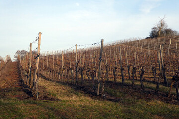 Obraz premium Weinberglage Oberschwarzacher Herrnberg im Herbst