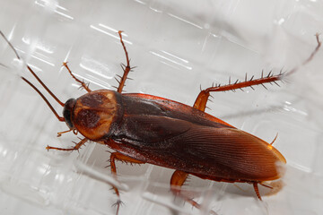 Brown winged cockroach in Plastic bottle