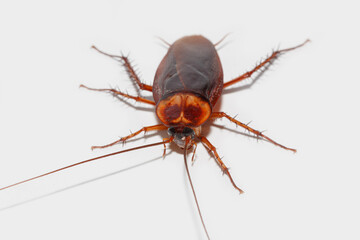 Brown winged cockroach on white floor background