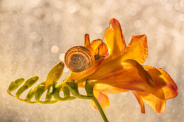 Sunny snail with enchanting bokeh on freesia