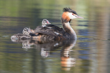 Great crested grebe (Podiceps cristatus) swims in natural habitat with her chicks nice and warm between her feathers.

Photographed in the Netherlands.