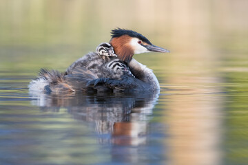 Great crested grebe (Podiceps cristatus) swims in natural habitat with her chicks nice and warm between her feathers.

Photographed in the Netherlands.