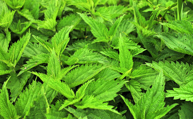 Green nettle leaves close-up. Wild-growing nettle