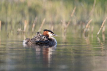 Great crested grebe (Podiceps cristatus) swims in natural habitat with her chicks nice and warm between her feathers.

Photographed in the Netherlands.
