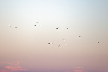 Flock of birds in the gradient sky in blue and orange colors in the horizon