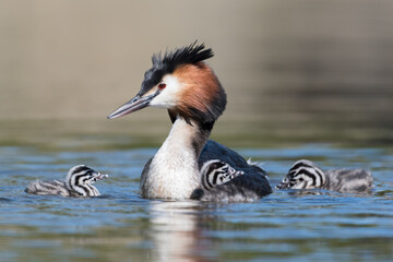 Great crested grebe (Podiceps cristatus) swims in natural habitat with her chicks.

Photographed in the Netherlands.
