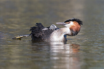 Great crested grebe (Podiceps cristatus) swims in natural habitat with her chicks nice and warm between her feathers.

Photographed in the Netherlands.