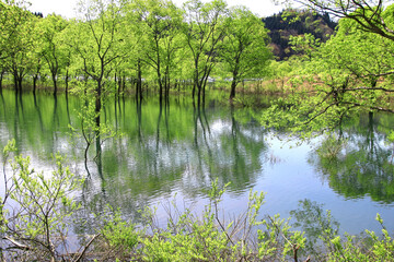 Fototapeta na wymiar 白川湖の水没林（山形県・飯豊町）