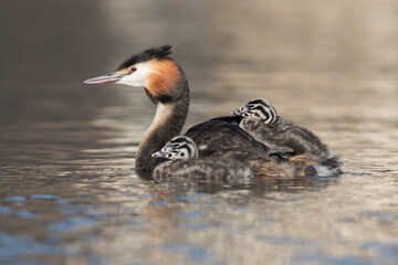 Great crested grebe (Podiceps cristatus) swims in natural habitat with her chicks nice and warm between her feathers.

Photographed in the Netherlands.