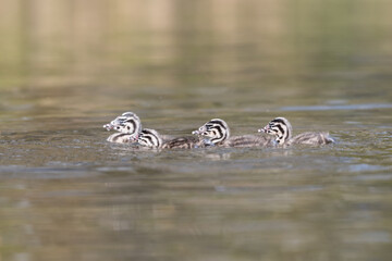 Four young Great crested grebes (Podiceps cristatus) are swimming around.

Photographed in the Netherlands.
