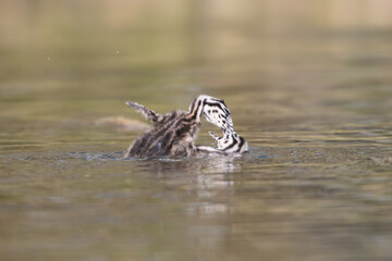 Two young Great crested grebes (Podiceps cristatus) are playing around.

Photographed in the Netherlands.