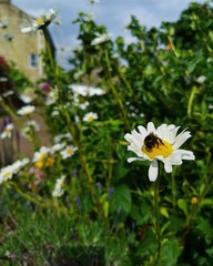 bee on a daisy