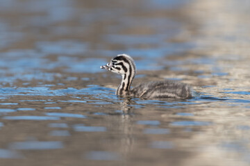 A young Great crested grebe (Podiceps cristatus) swims around.

Photographed in the Netherlands.