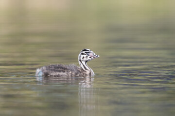 A young Great crested grebe (Podiceps cristatus) swims around.

Photographed in the Netherlands.