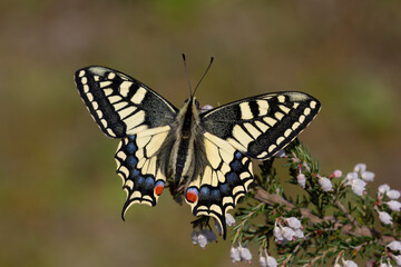 The wonderful Swallowtail butterfly (Papilio machaon)