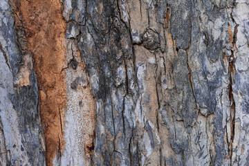 Old gray bark texture, close up with vintage rough pattern and background