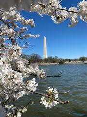 cherry blossoms