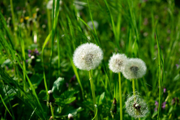 Dandelion in grass