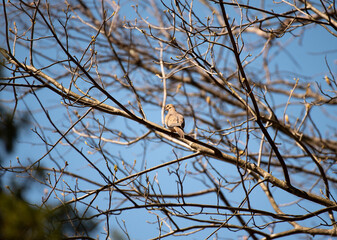 Mourning Dove