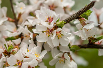 A branch with blossoming flowers